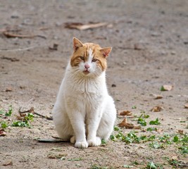 RETRATO DE UN GATO CALLEJERO