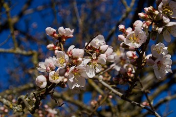 RAMA DE ALMENDRO EN FLOR