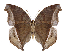 Obraz na płótnie Canvas Butterfly Salamis augustina (underside) on a white background