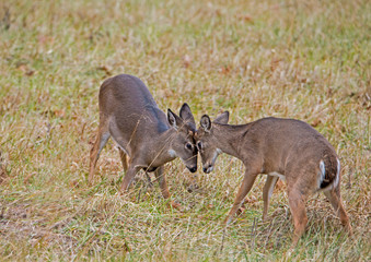 Two young White Tailed Bucks play fighting in Cades Cove.