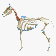 3d rendered medically accurate illustration of the equine muscle anatomy - Longissimus Cervicis