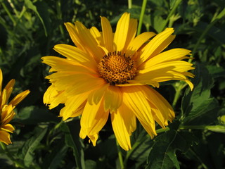 Single heliopsis with green background