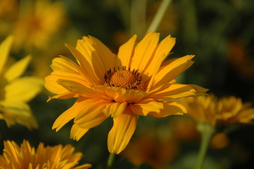 Single Yellow Heliopsis with background