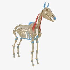 3d rendered medically accurate illustration of the equine muscle anatomy - Omotransversarius