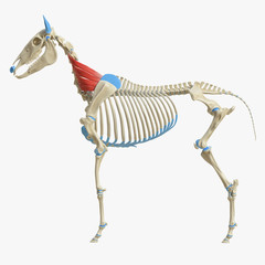 3d rendered medically accurate illustration of the equine muscle anatomy - Serratus Ventralis © Sebastian Kaulitzki