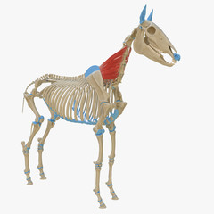 3d rendered medically accurate illustration of the equine muscle anatomy - Serratus Ventralis © Sebastian Kaulitzki