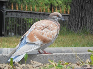 Grey-brown pigeon in the park.