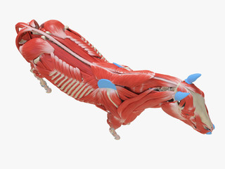 3d rendered medically accurate illustration of the equine muscle anatomy © Sebastian Kaulitzki