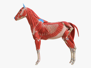 3d rendered medically accurate illustration of the equine muscle anatomy - obrazy, fototapety, plakaty