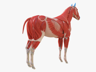 3d rendered medically accurate illustration of the equine muscle anatomy