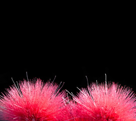 bright red bottle brush plant closeup isolated on a black background