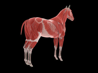 3d rendered medically accurate illustration of the horse muscle system