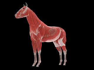 3d rendered medically accurate illustration of the horse muscle system