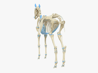 3d rendered medically accurate illustration of the horse skeleton © Sebastian Kaulitzki