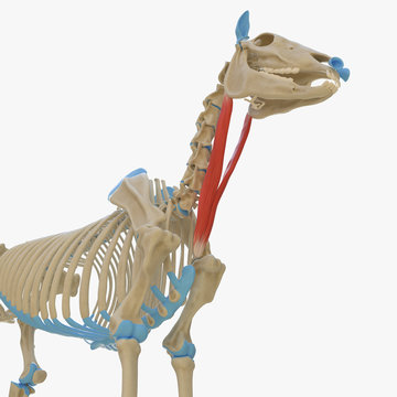 3d rendered medically accurate illustration of the equine muscle anatomy - Sternocephalicus