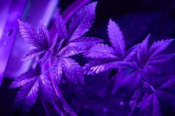 cannabis marijuana in ultraviolet color, purple light