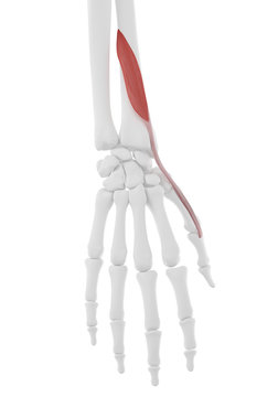 3d rendered medically accurate illustration of the Extensor Pollicis Brevis