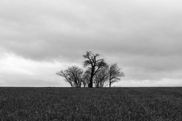 In the middle of the field, the bare trees stand in stormy weather