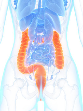 3d rendered medically accurate illustration of the colon