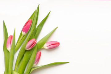 Bouquet of pink five tulips with green leaves on a white background. Beautiful flower in the spring season. Top view of empty space