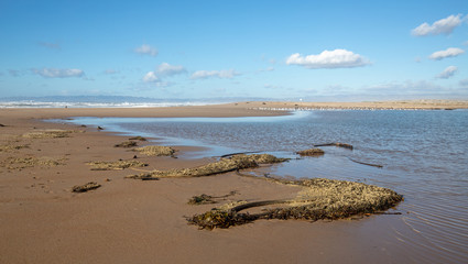 Drying Kelp and seagrass on narrow strip of sand between Pacific ocean and the Santa Maria river at the Rancho Guadalupe Sand Dunes Preserve on the central coast of California United States