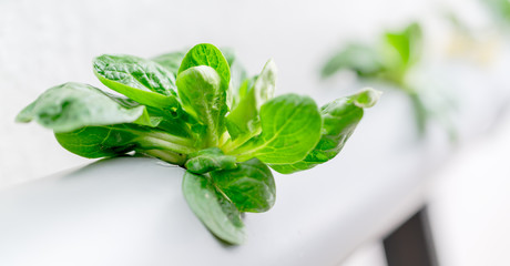 Hydroponics method of growing plants.Vegetables hydroponics farm