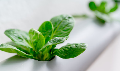 Hydroponics method of growing plants.Vegetables hydroponics farm