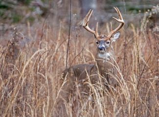 White Tailed Buck in tall grasses looking alert.