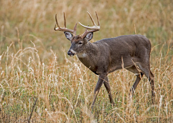 White Tailed Deer shows off his antlers in the rutting season.