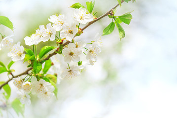 Spring flowering tree. A branch of a tree with flowers in spring