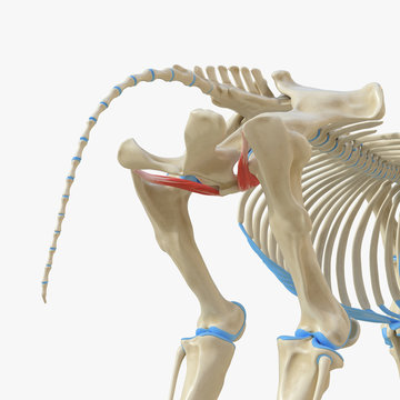 3d rendered medically accurate illustration of the equine muscle anatomy - Obturator Externus