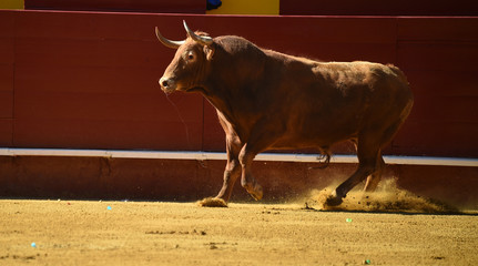 toro español en plaza de toros