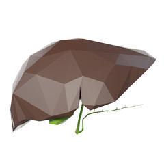3d rendered medically accurate illustration of a poly style liver