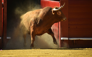 TORO EN ESPAÑA