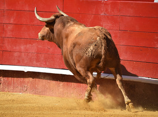 bull in spanish bullring