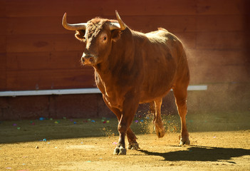 TORO EN ESPAÑA