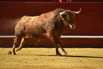 bull in spain