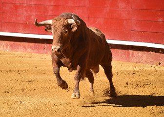 toro en españa