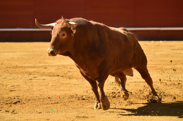 bull in spain