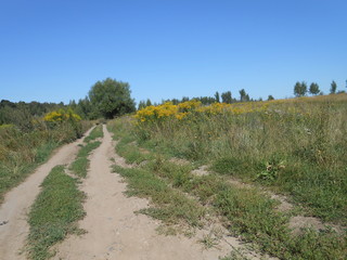 Fototapeta na wymiar Field and dirt road in summer day.