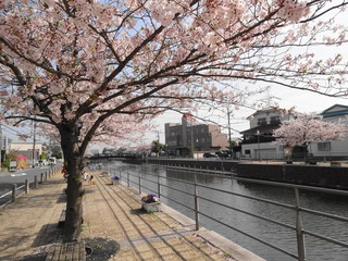 境川の桜