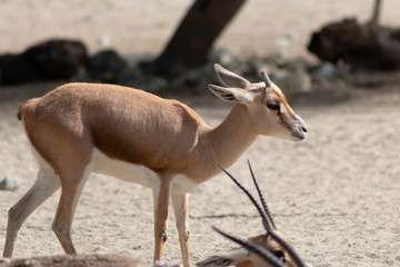 Baby Gazelle
