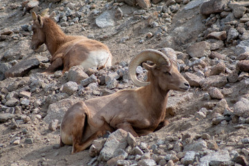 big horned sheep on the rocks