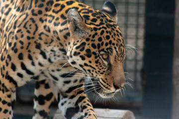 Fototapeta na wymiar jaguar in cage