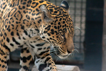 jaguar in cage