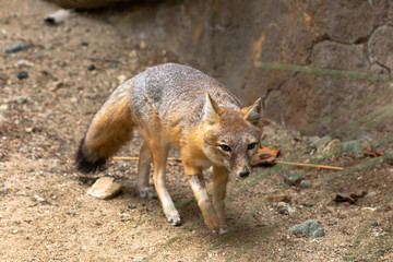 Swift fox 