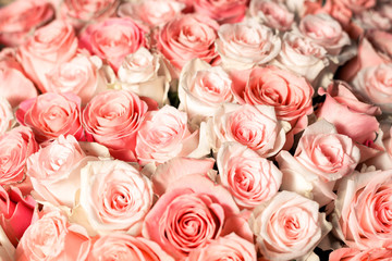 Fototapeta na wymiar many pink roses for the whole frame