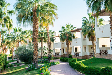 Fototapeta na wymiar Large green palm trees on the premises of the hotel
