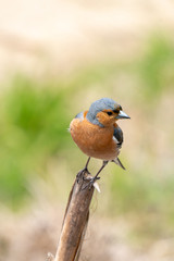 Chaffinch bird on a branch