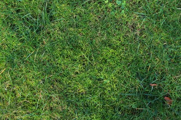 Detailed close up surface of green grass on a field